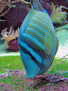 Aquarium_Fisch